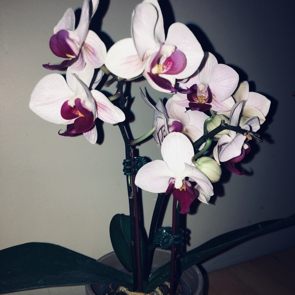 Meet your Posher, Nev